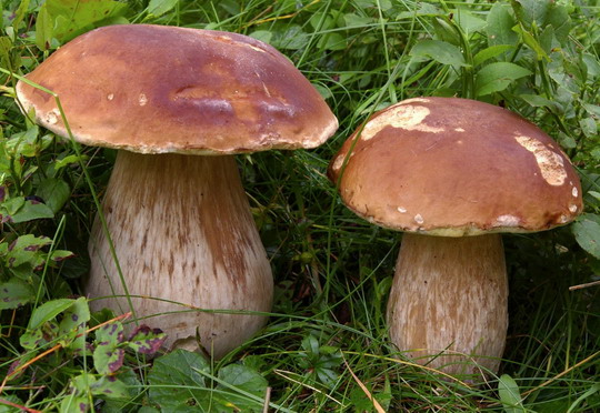 funghi 1